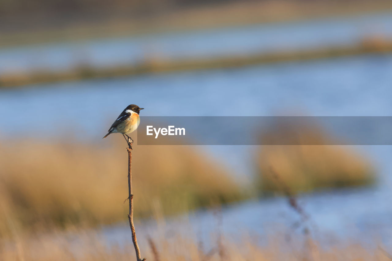 SIDE VIEW OF BIRD PERCHING ON A PLANT