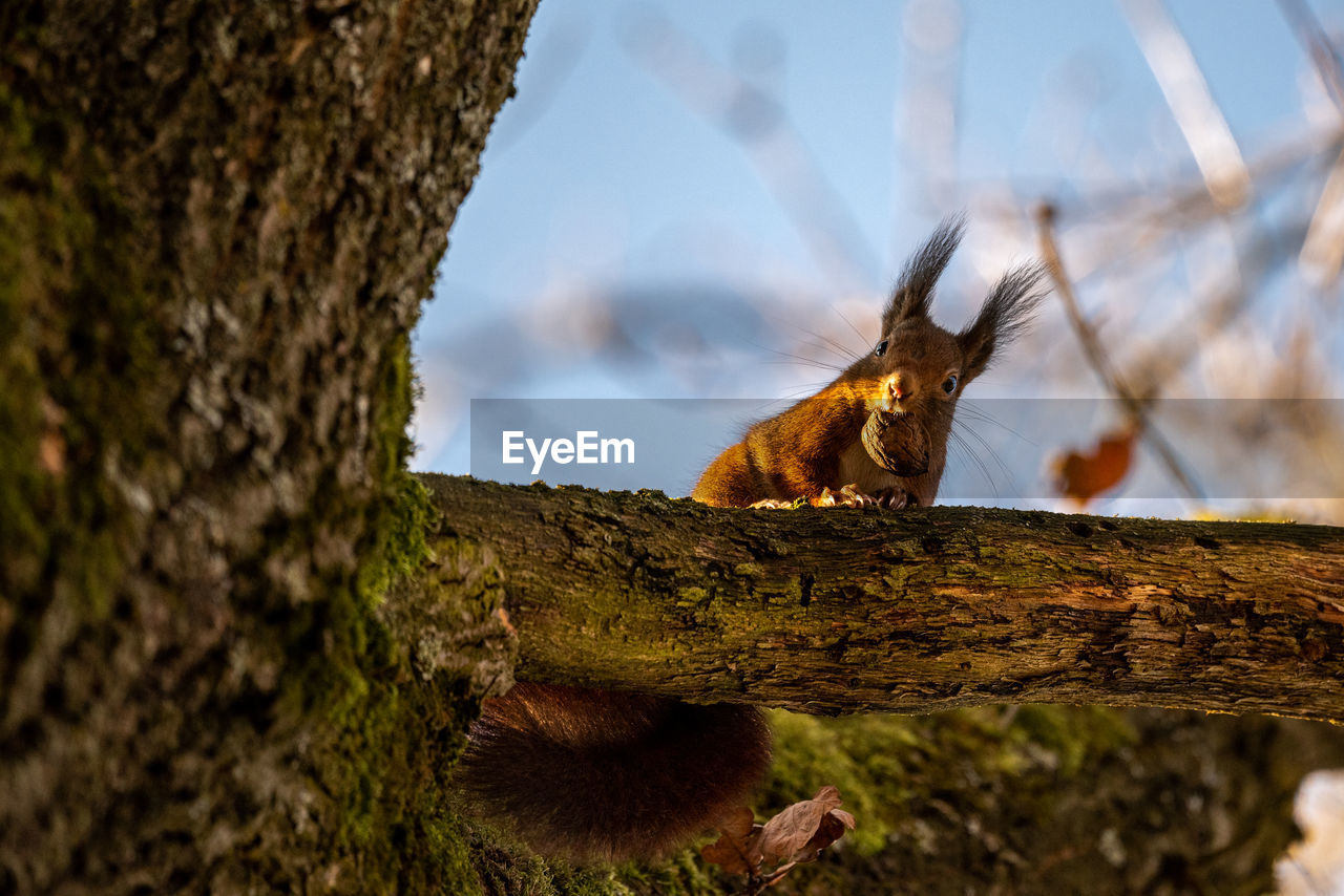 low angle view of squirrel on tree