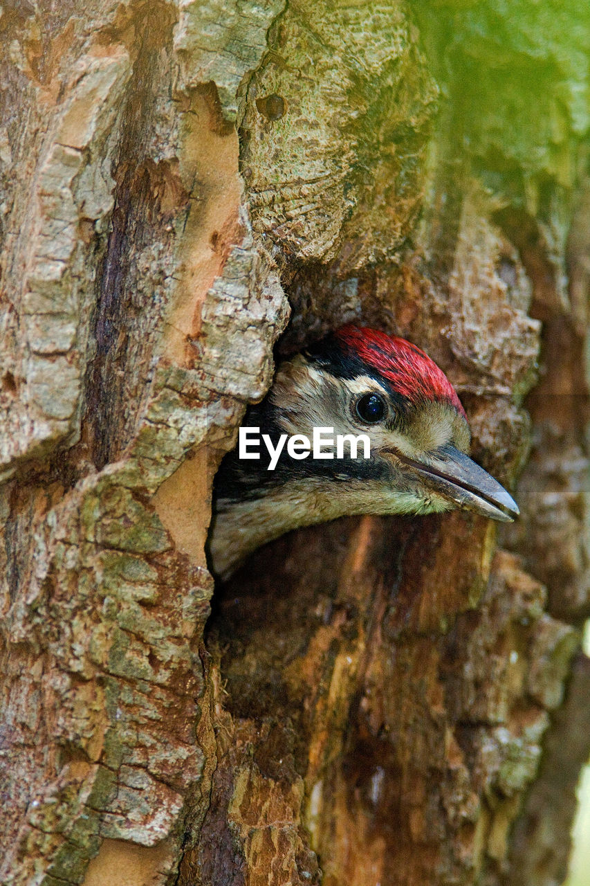 Young great spotted woodpecker on the nest in the willow forest