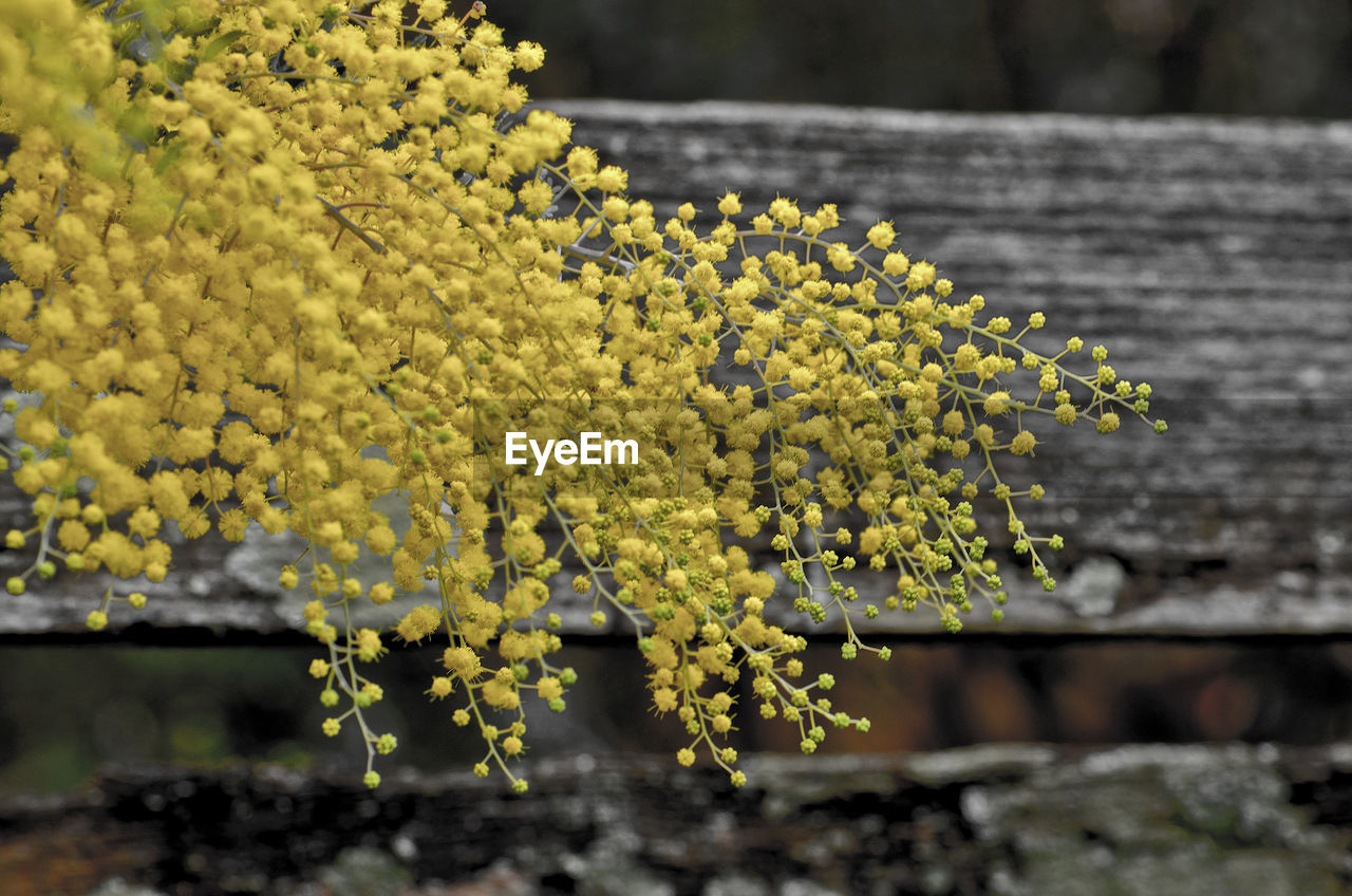 Close-up of yellow flower