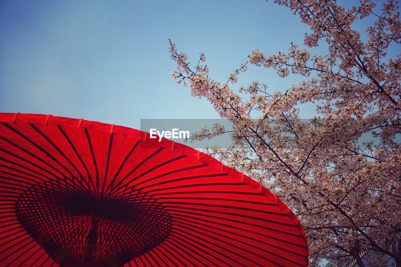 LOW ANGLE VIEW OF CHERRY TREE