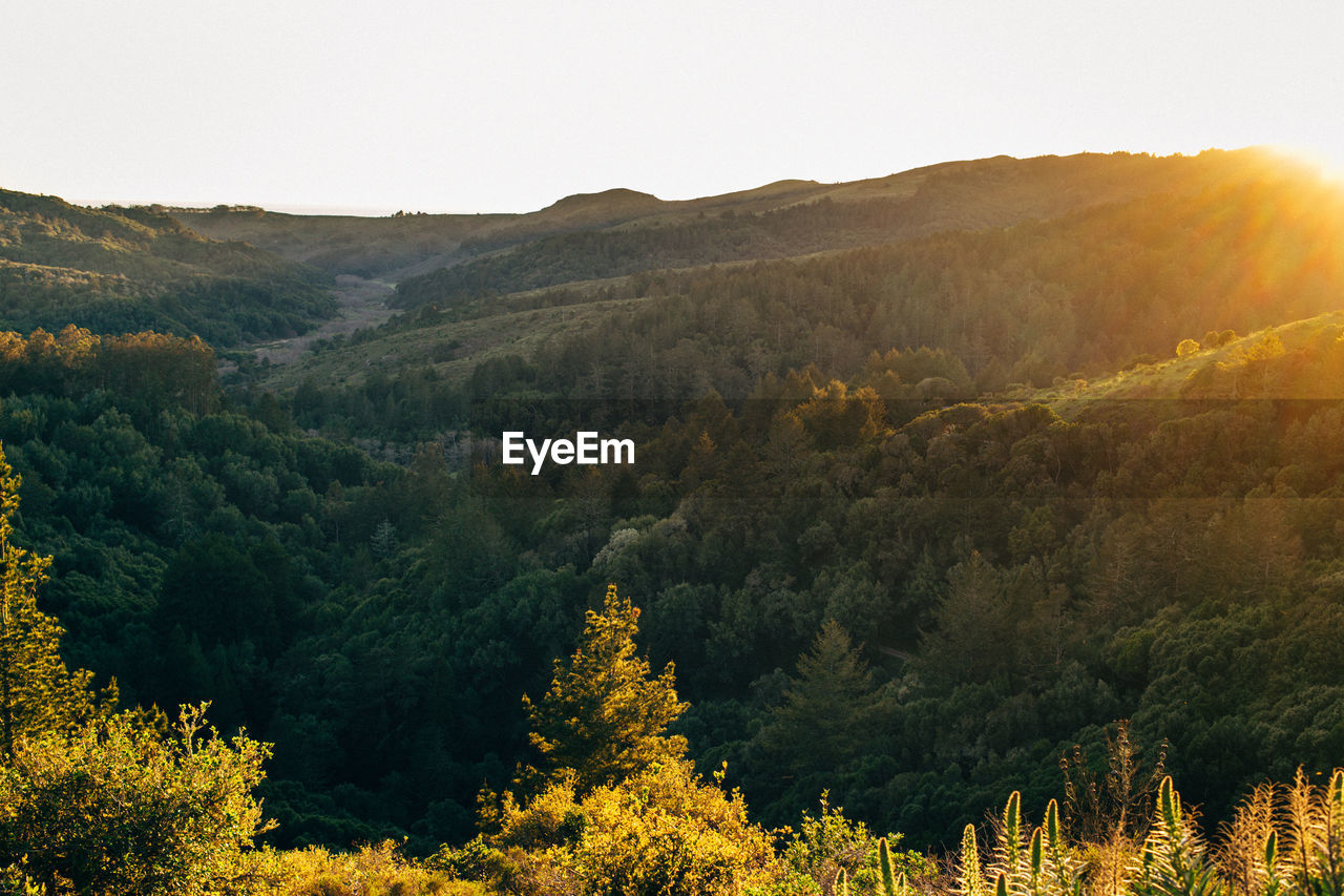 Scenic view of forest against clear sky