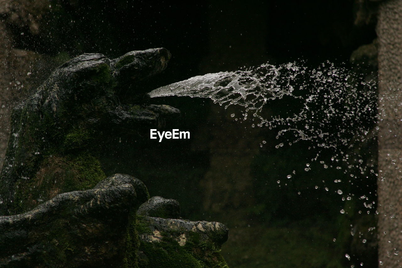 CLOSE-UP OF TURTLE IN WATER AT NIGHT