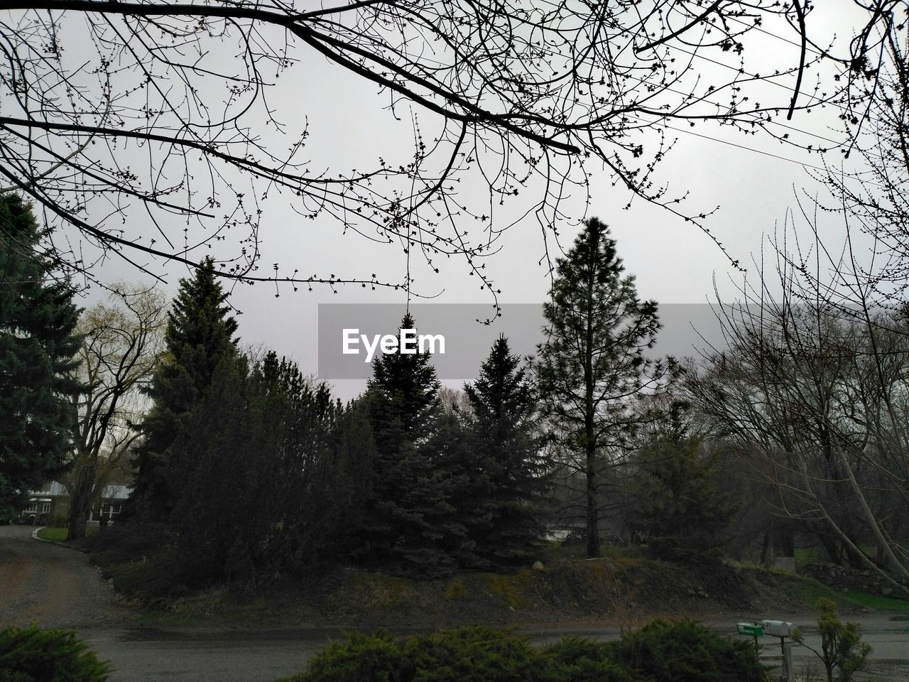 SCENIC VIEW OF FOREST AGAINST SKY