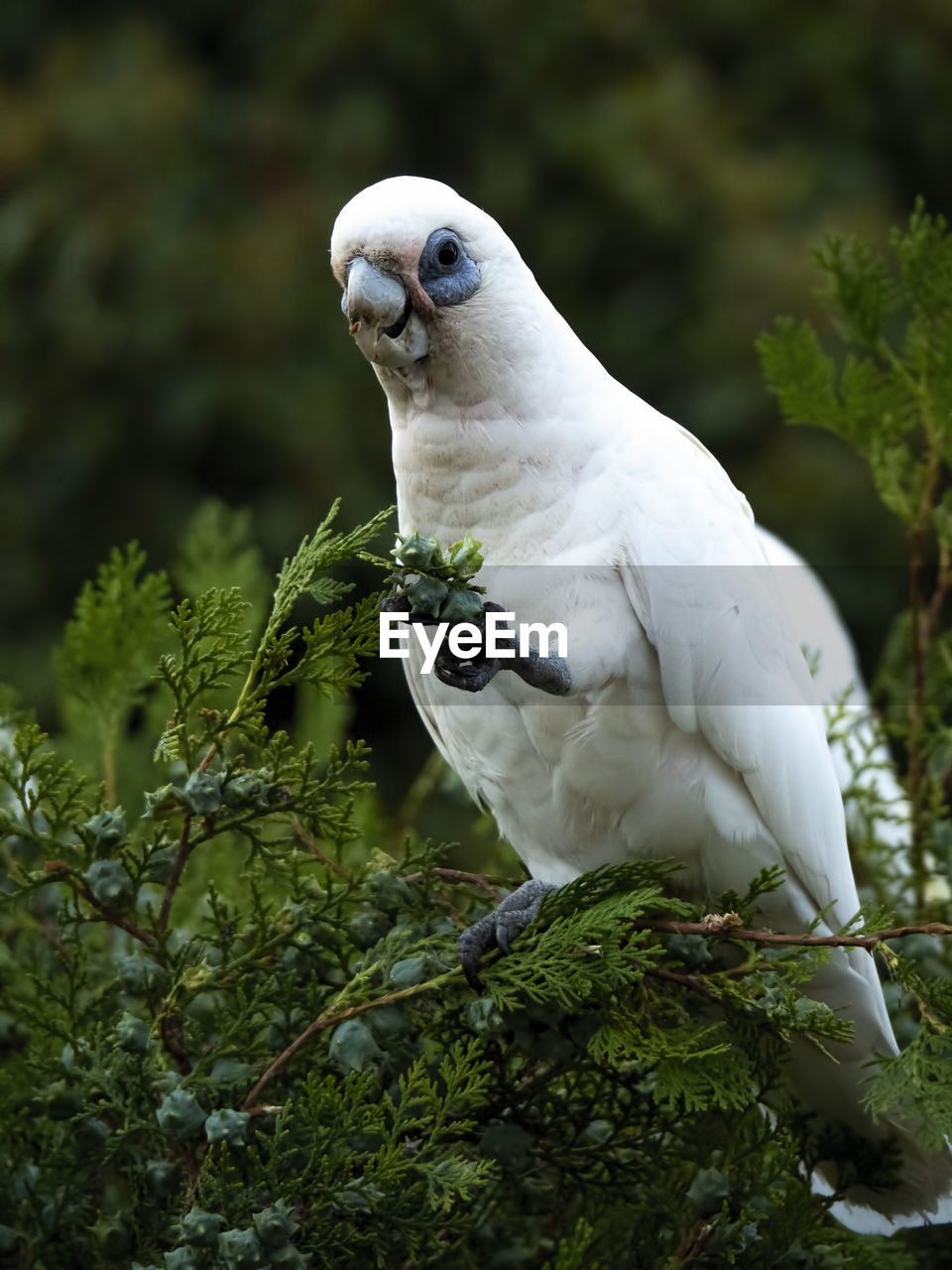 Close-up of bird perching on tree