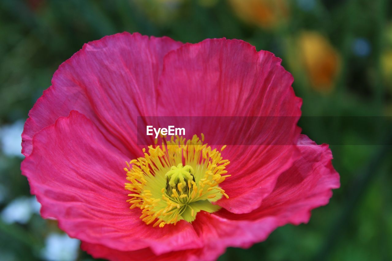 flower, flowering plant, plant, freshness, beauty in nature, petal, flower head, close-up, inflorescence, fragility, nature, growth, pollen, macro photography, focus on foreground, pink, garden cosmos, poppy, no people, outdoors, stamen, vibrant color, blossom, springtime, red, botany, macro