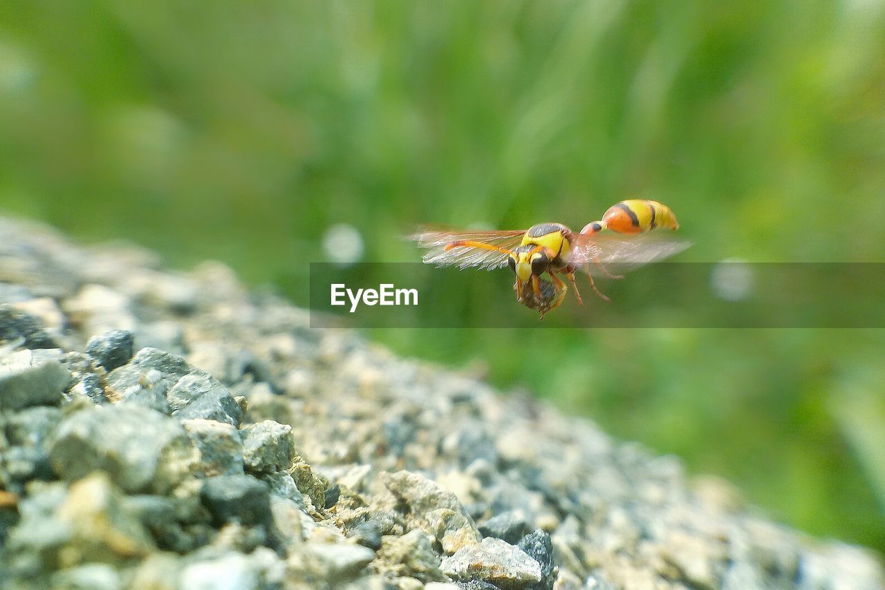 CLOSE-UP OF BEE POLLINATING ON A ROCK