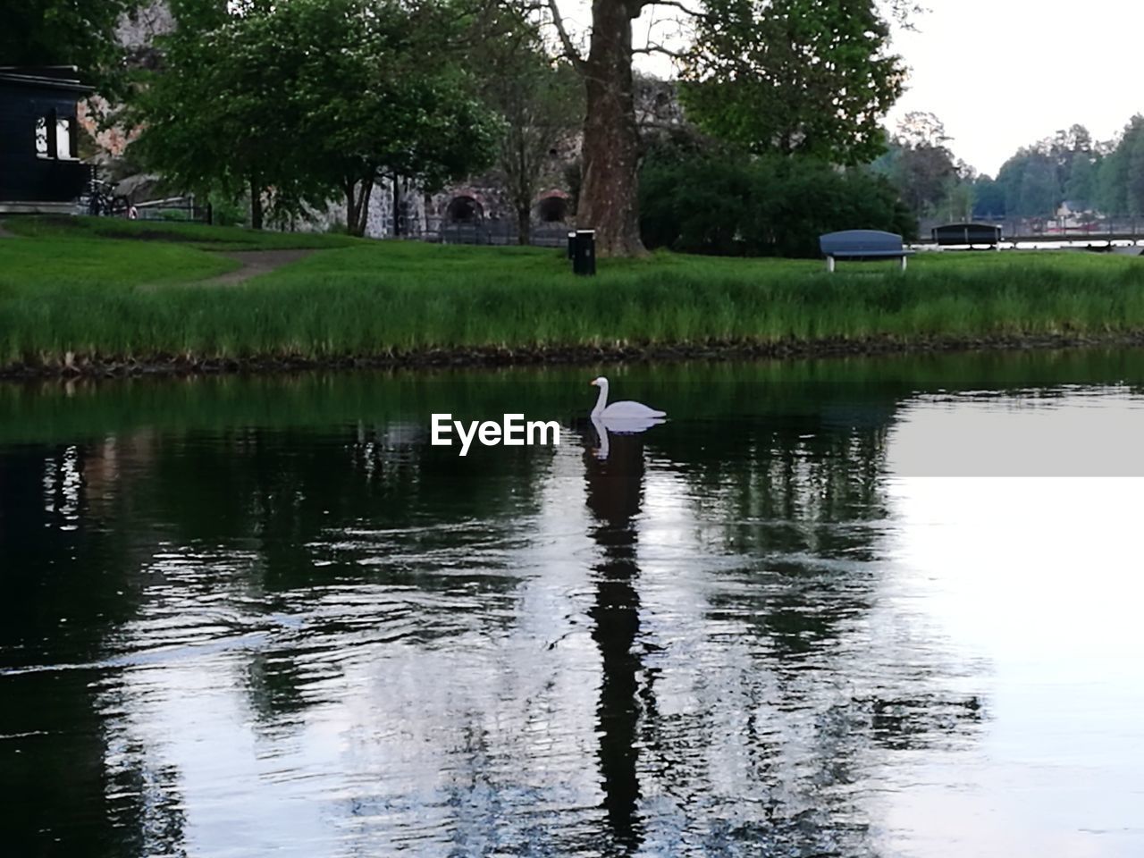 SWAN FLOATING ON WATER