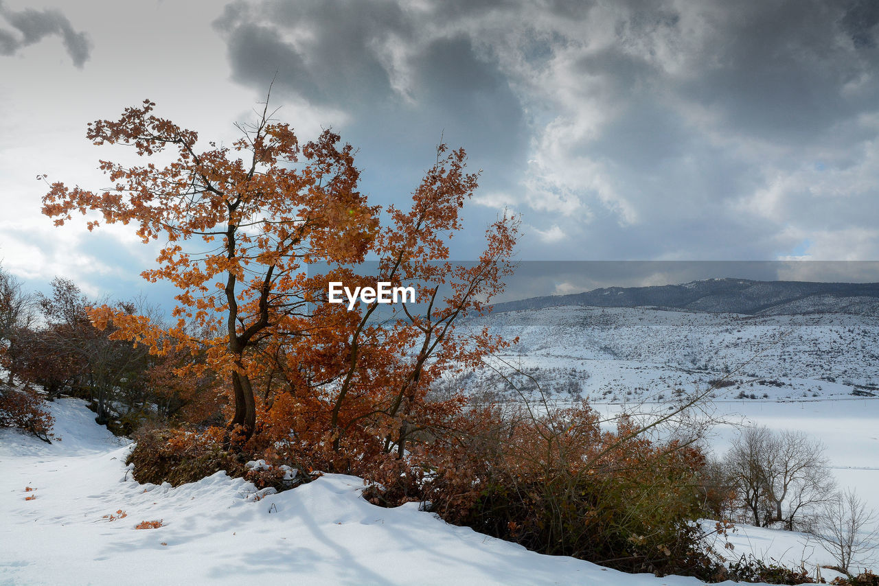 SNOW COVERED PLANTS AGAINST SKY