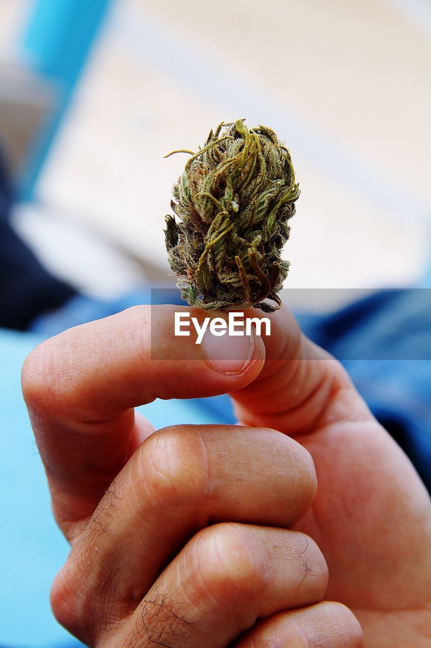 Close-up of man holding cannabis