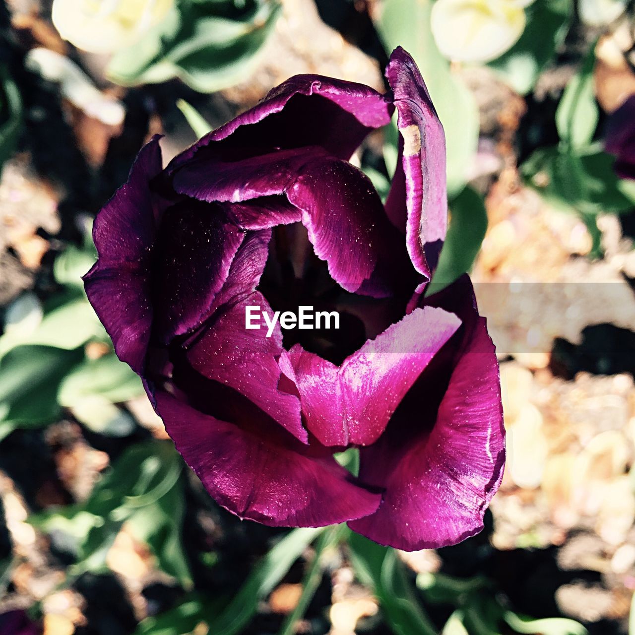 Close-up of pink flower blooming in park