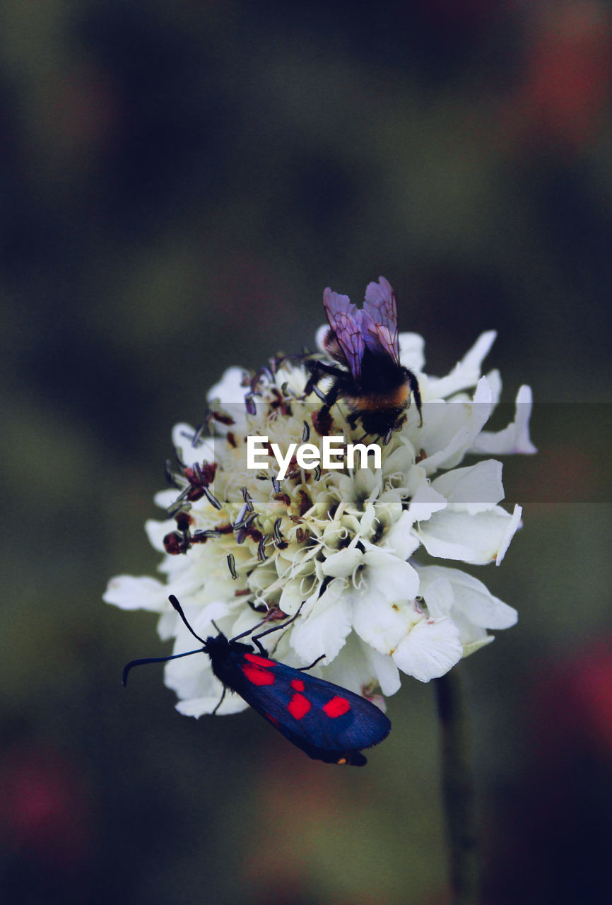 CLOSE-UP OF BUTTERFLY ON PINK FLOWER