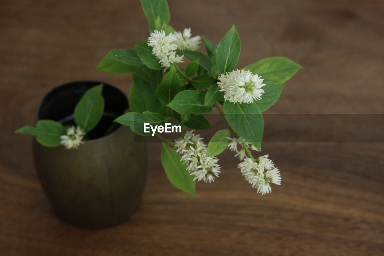 CLOSE-UP OF POTTED PLANT ON TABLE