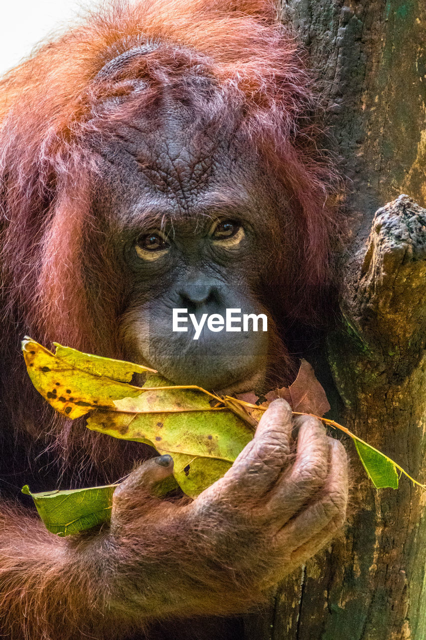 Cose up borneo orangutan