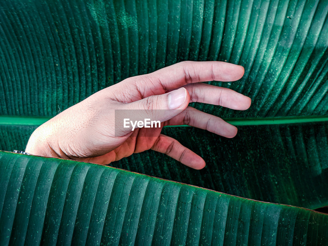 Close-up of hand behind leaf