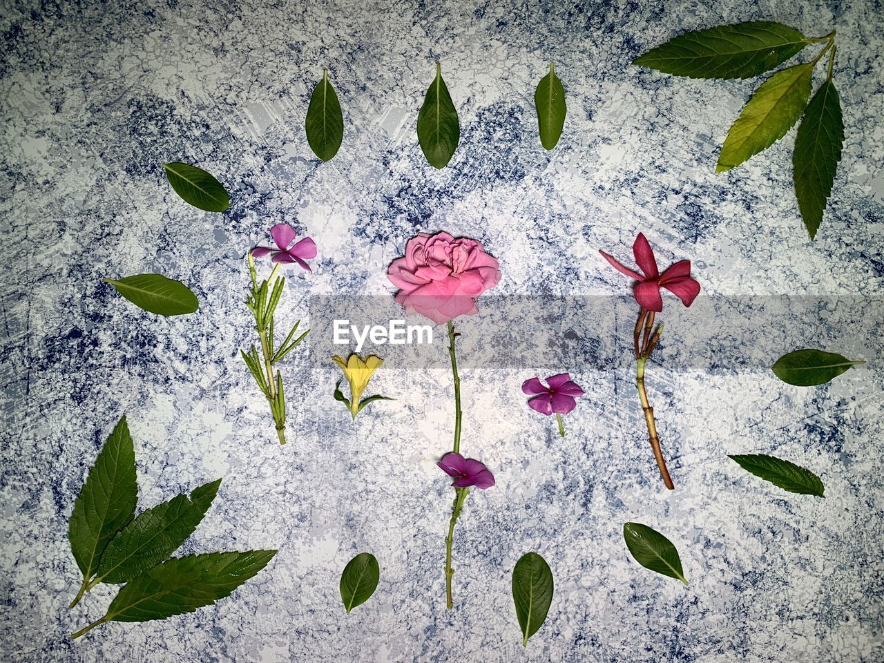 HIGH ANGLE VIEW OF PINK ROSE LEAVES ON PLANT