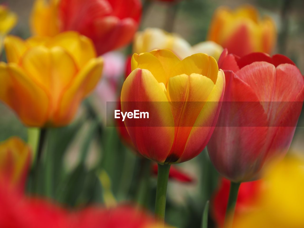 Close-up of red tulips