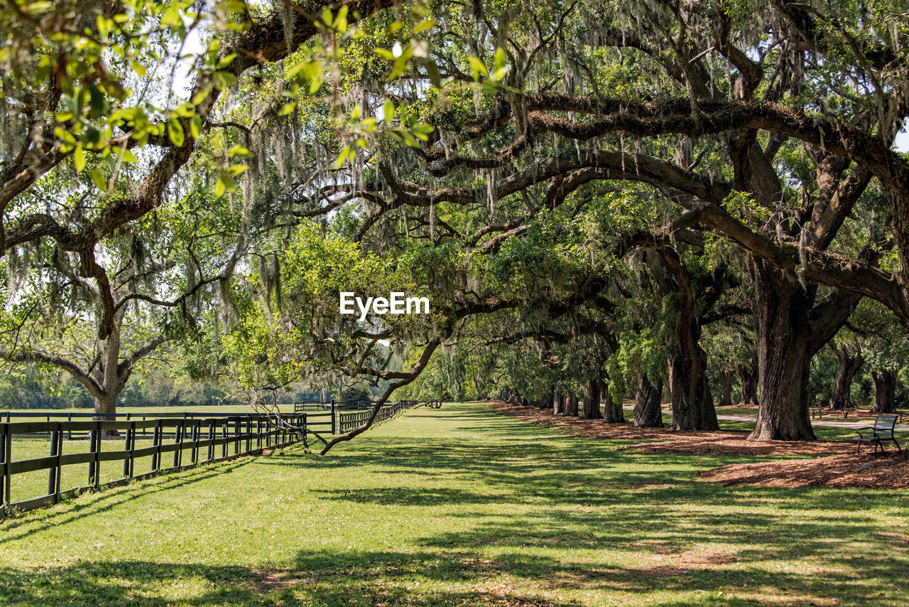 TREES IN PARK AGAINST SKY