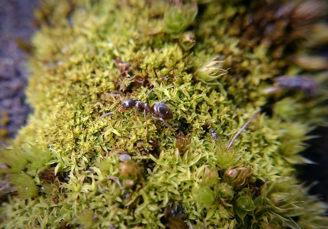 Close-up of plant