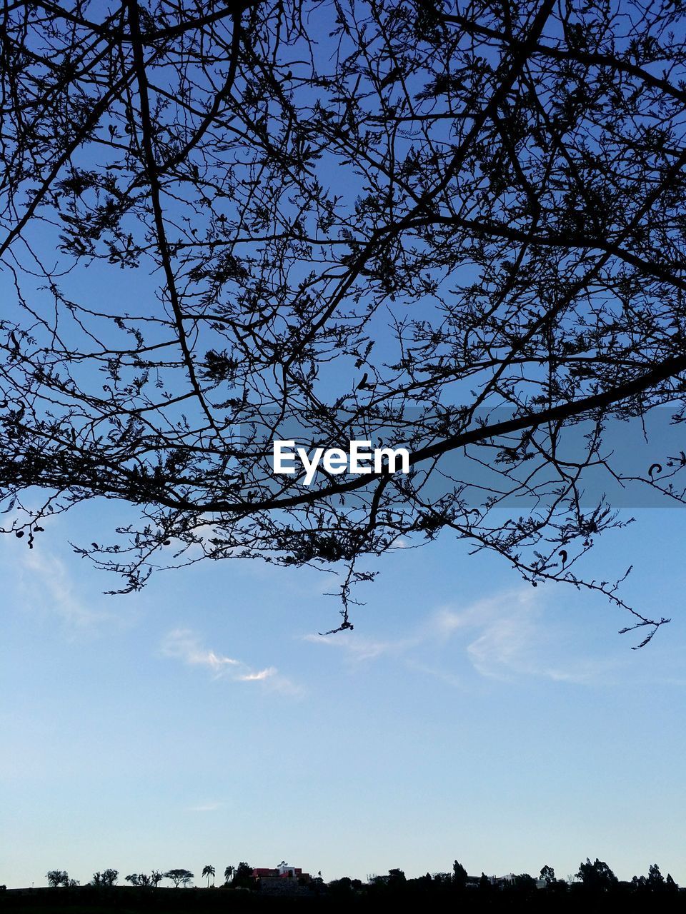 LOW ANGLE VIEW OF TREE BRANCHES AGAINST SKY