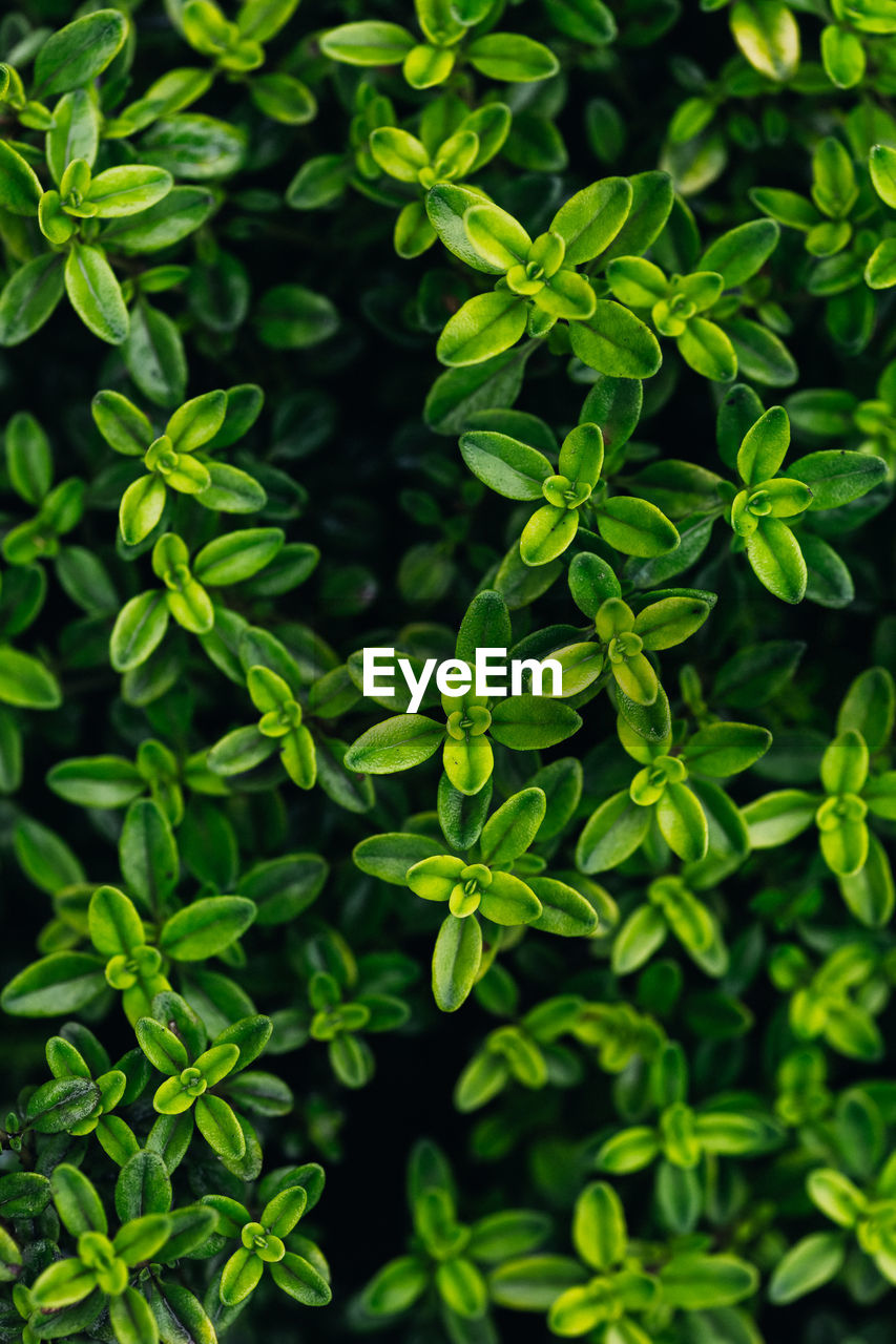 full frame shot of plants