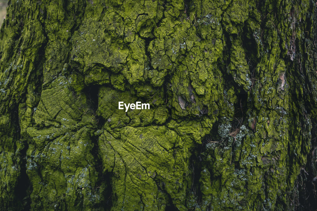 Moss green on the bark of a tree on the north side texture wood