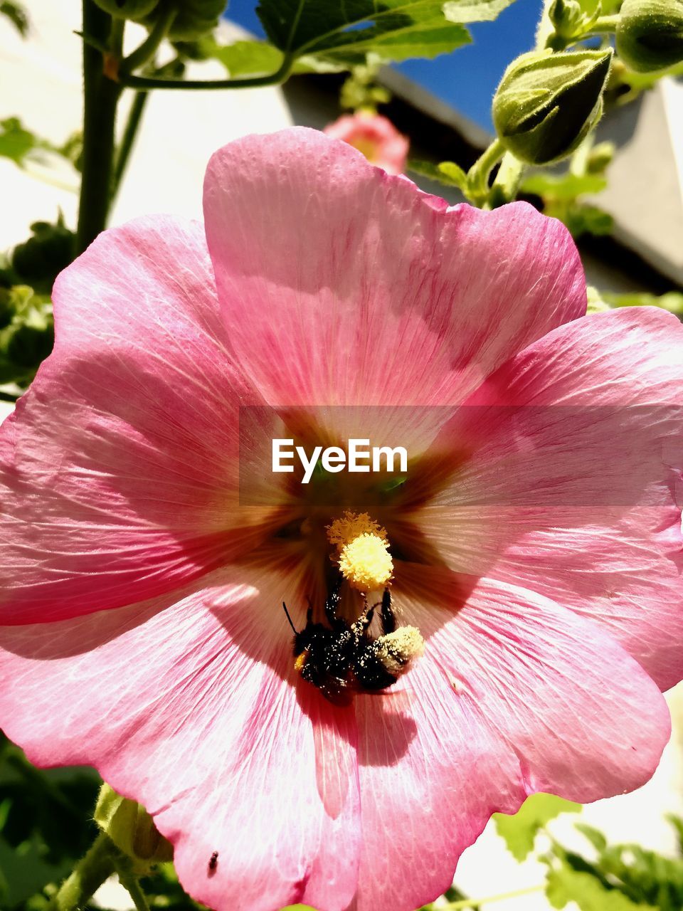 CLOSE-UP OF BEE POLLINATING ON PINK FLOWER