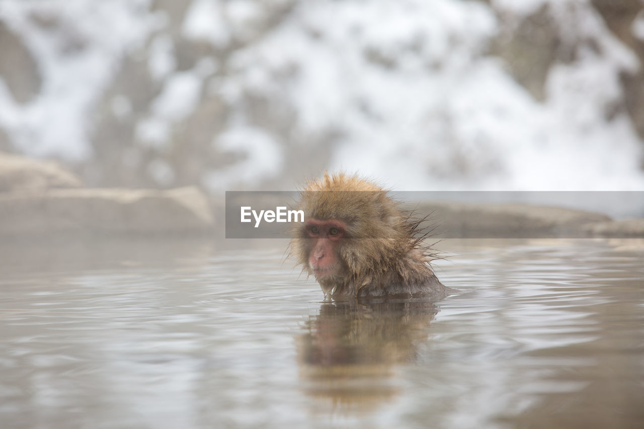 Close-up of monkey looking away in hot spring during winter