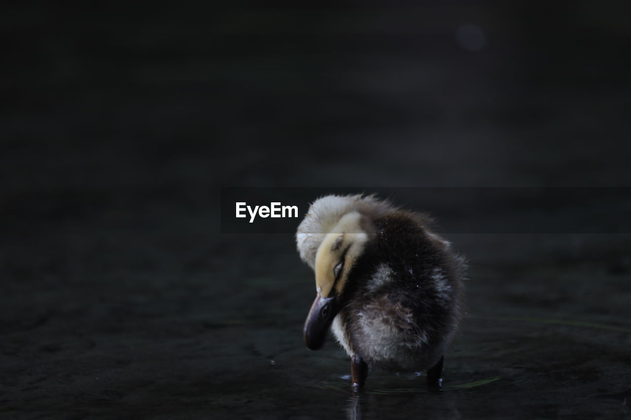 Close-up of a duckling