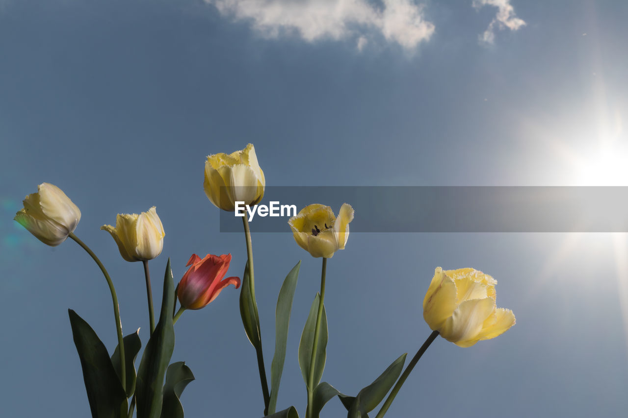 Low angle view of flowering plants against sky