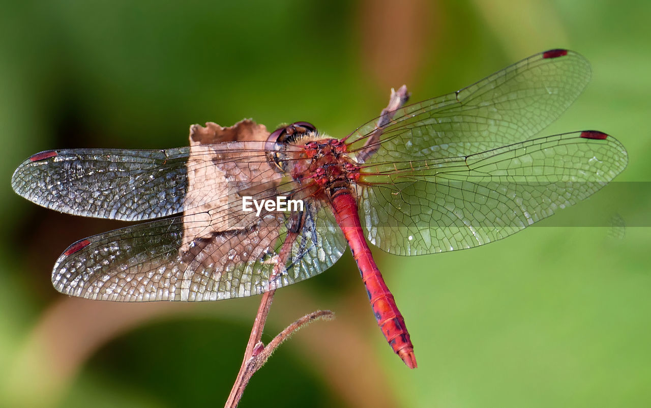 Close-up of dragonfly on plant