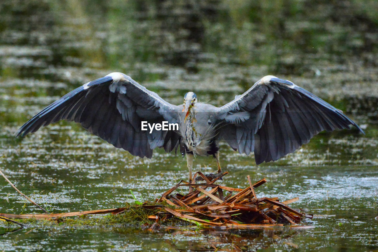 Full length of bird perching on wood in lake