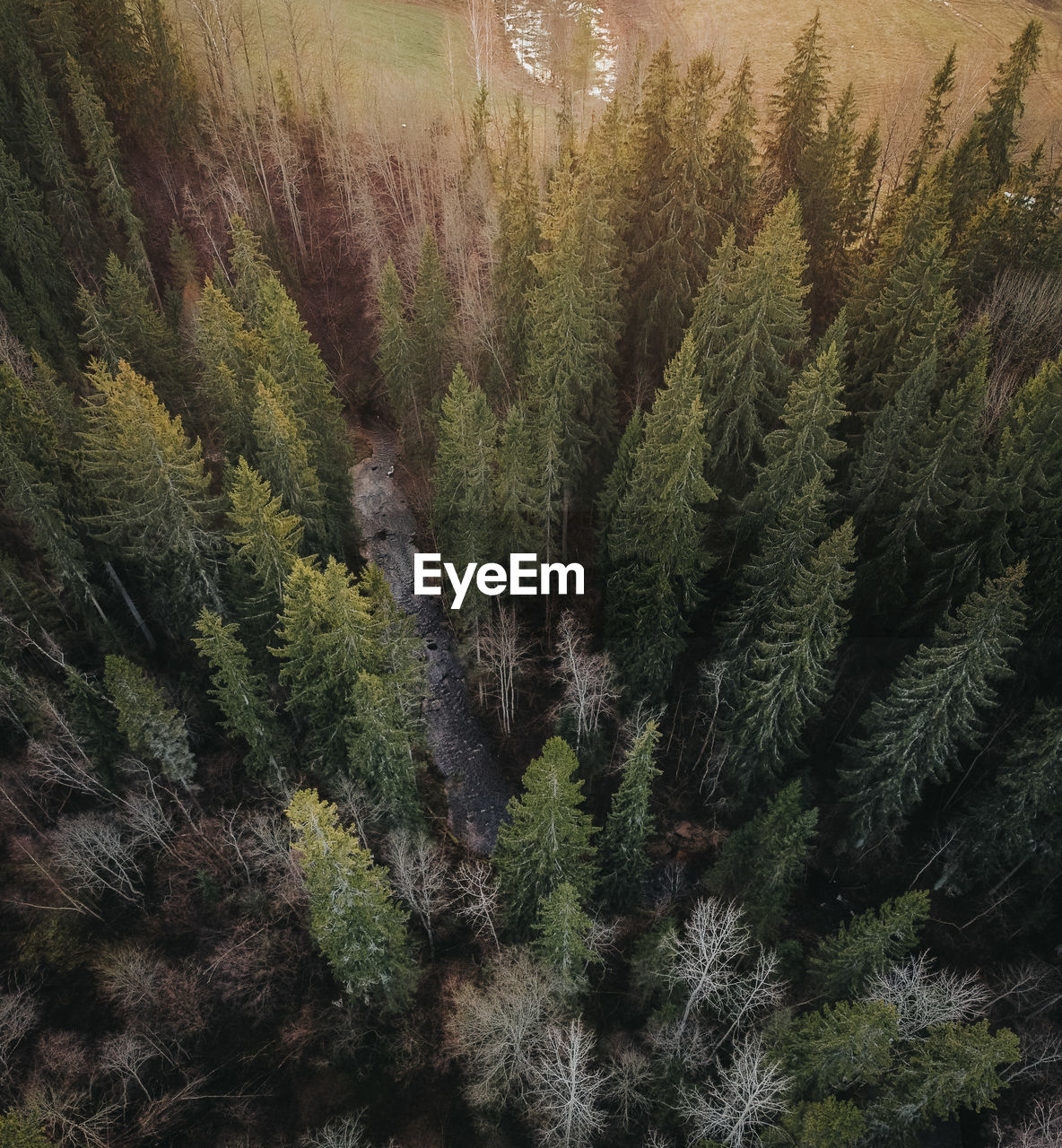 Pine tree in forest