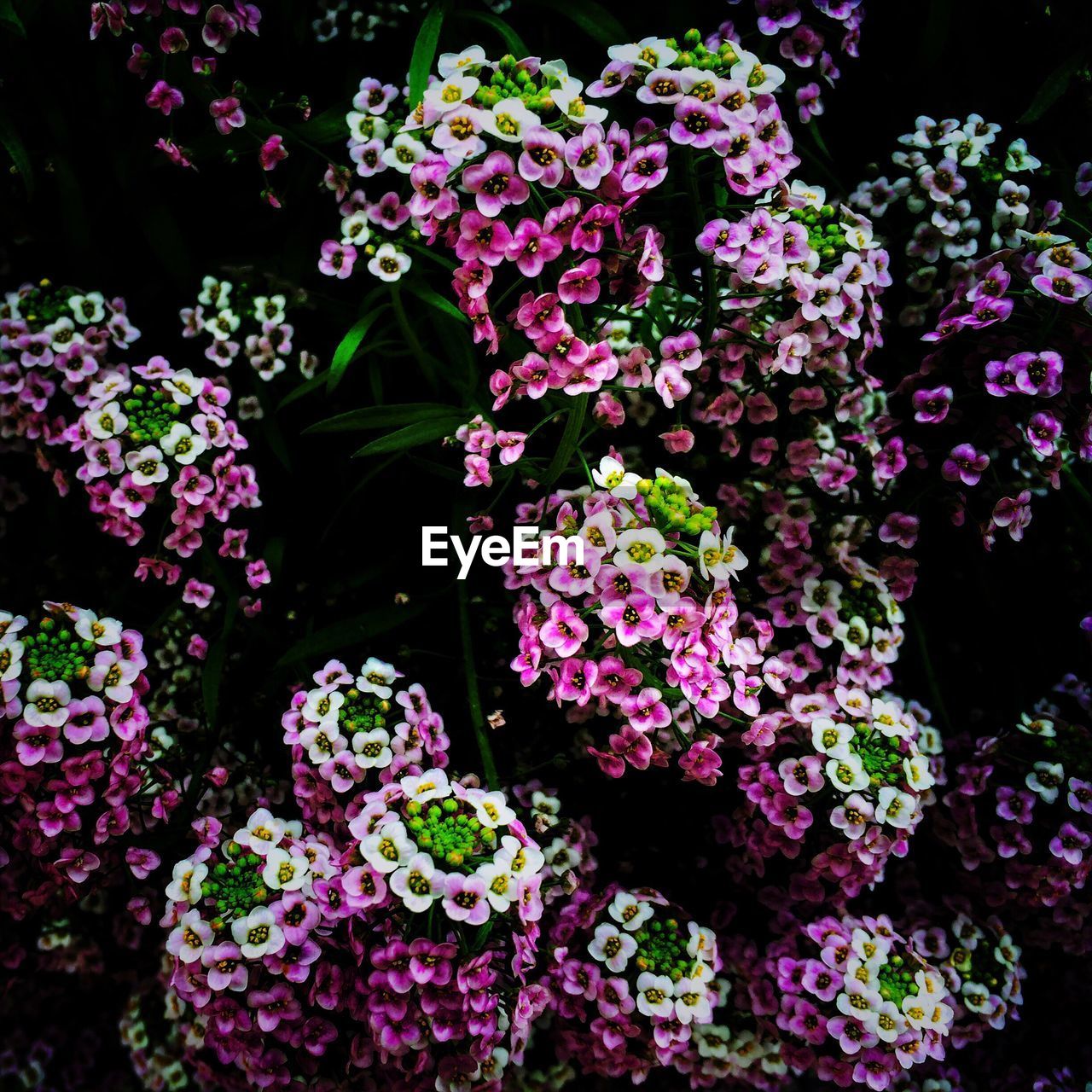 CLOSE-UP OF PINK FLOWERS ON TREE