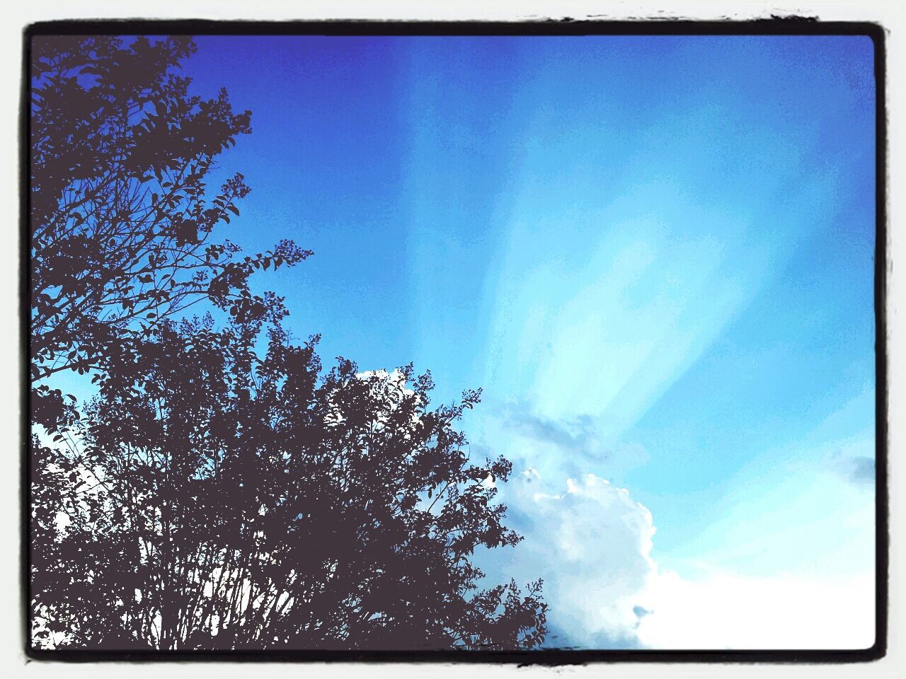 LOW ANGLE VIEW OF TREES AGAINST BLUE SKY