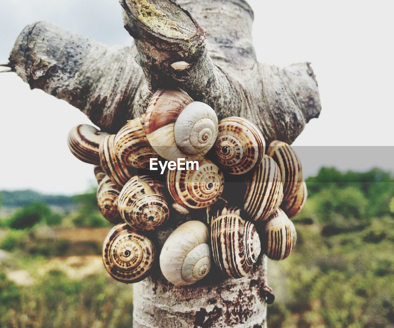 Close-up of snails on damaged tree trunk