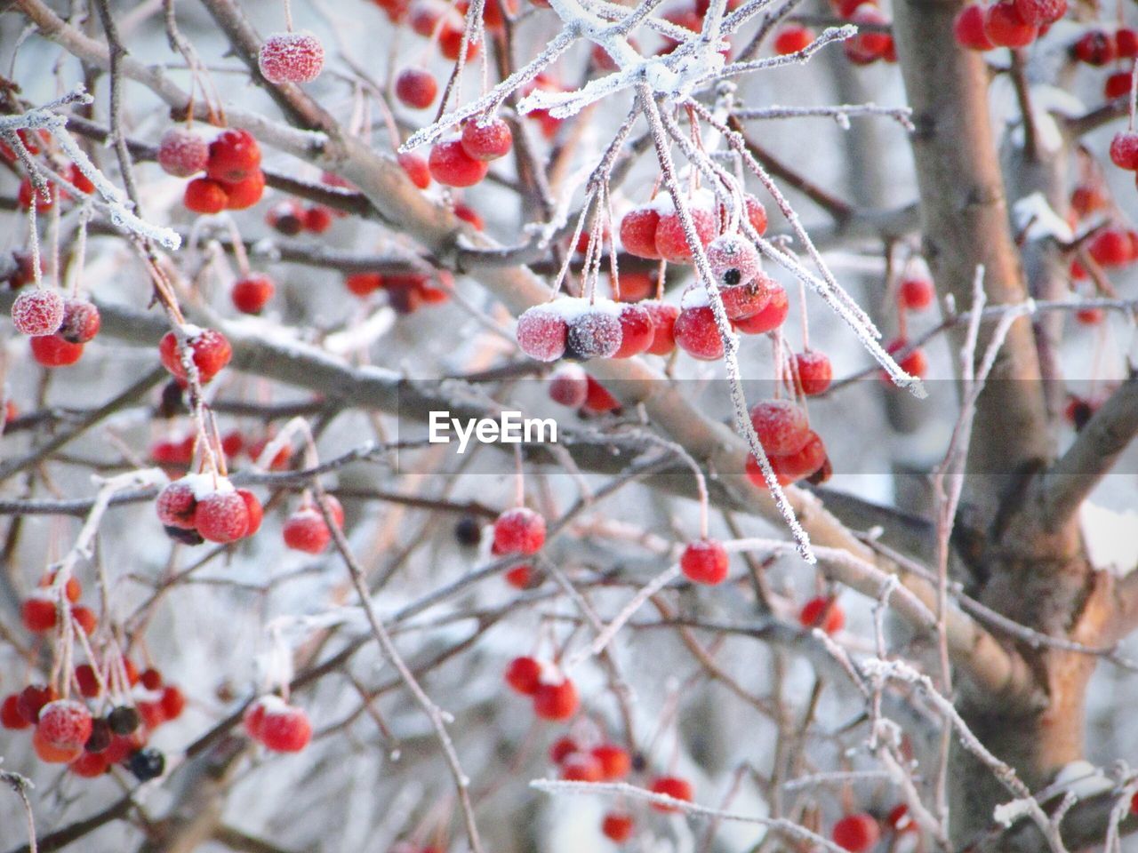 Berries on frozen tree