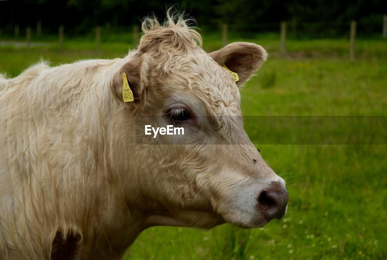 CLOSE-UP OF A COW