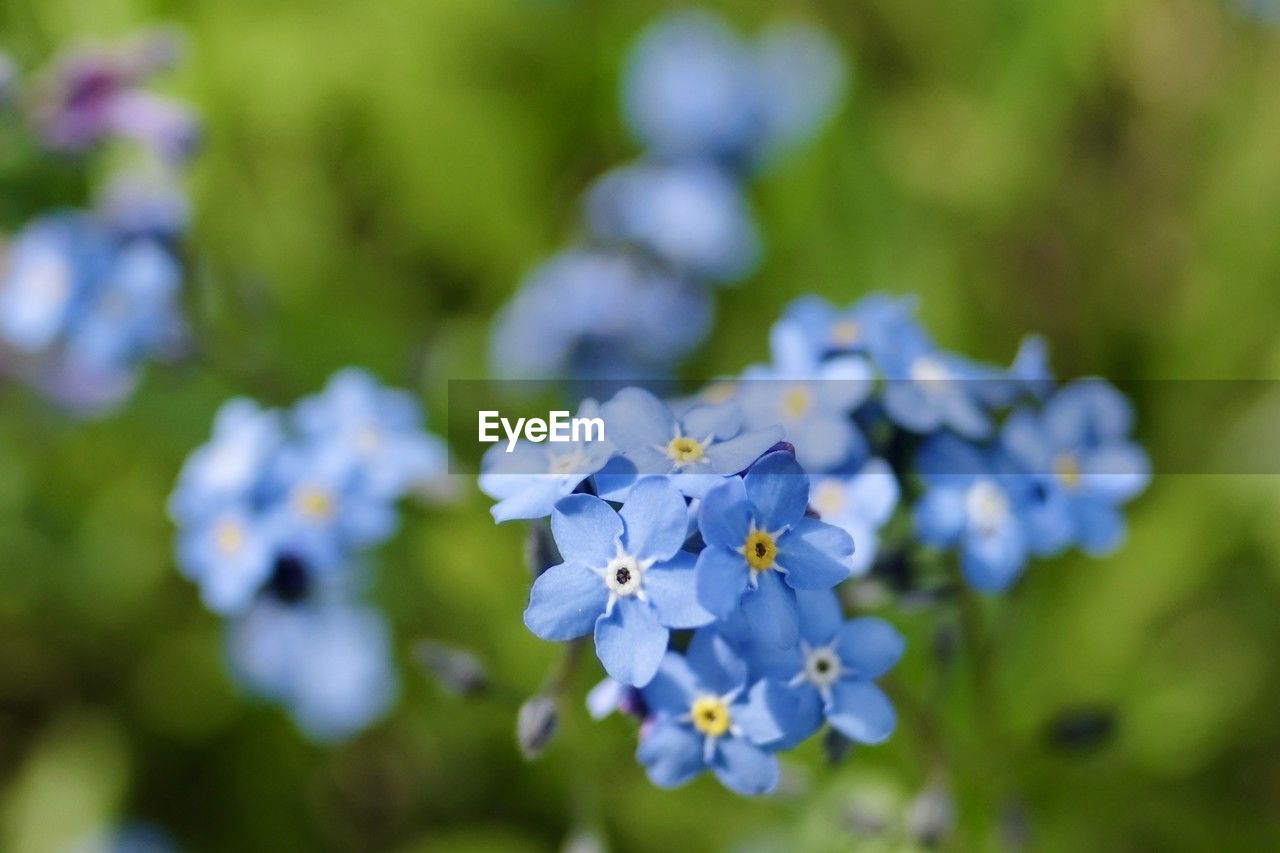 flower, flowering plant, plant, forget-me-not, freshness, beauty in nature, close-up, fragility, nature, blue, petal, purple, growth, flower head, inflorescence, springtime, blossom, wildflower, macro photography, no people, focus on foreground, selective focus, outdoors, botany, day, summer, white, food and drink
