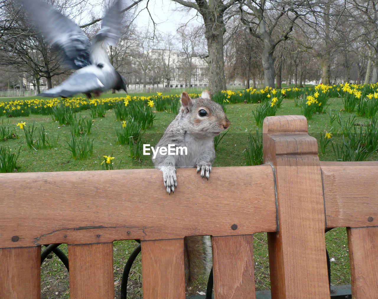 A nosy squirrel on a bench in st. james park in london city