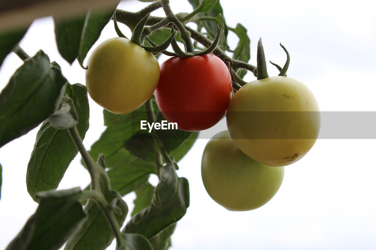 Low angle view of tomatoes on tree