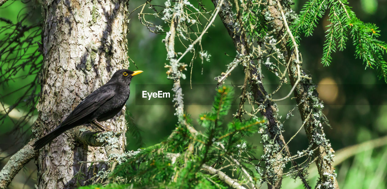 Bird perching on a tree