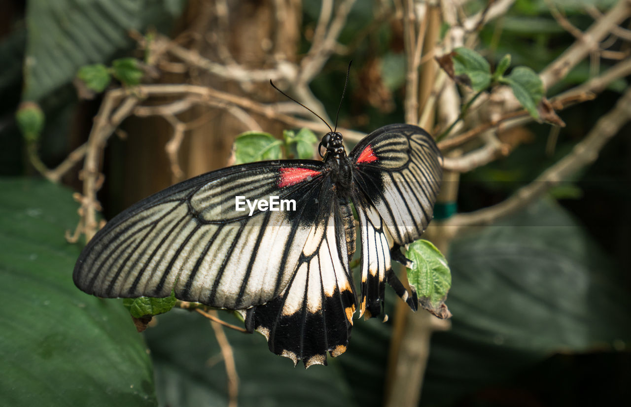 Close-up of butterfly pollinating flower