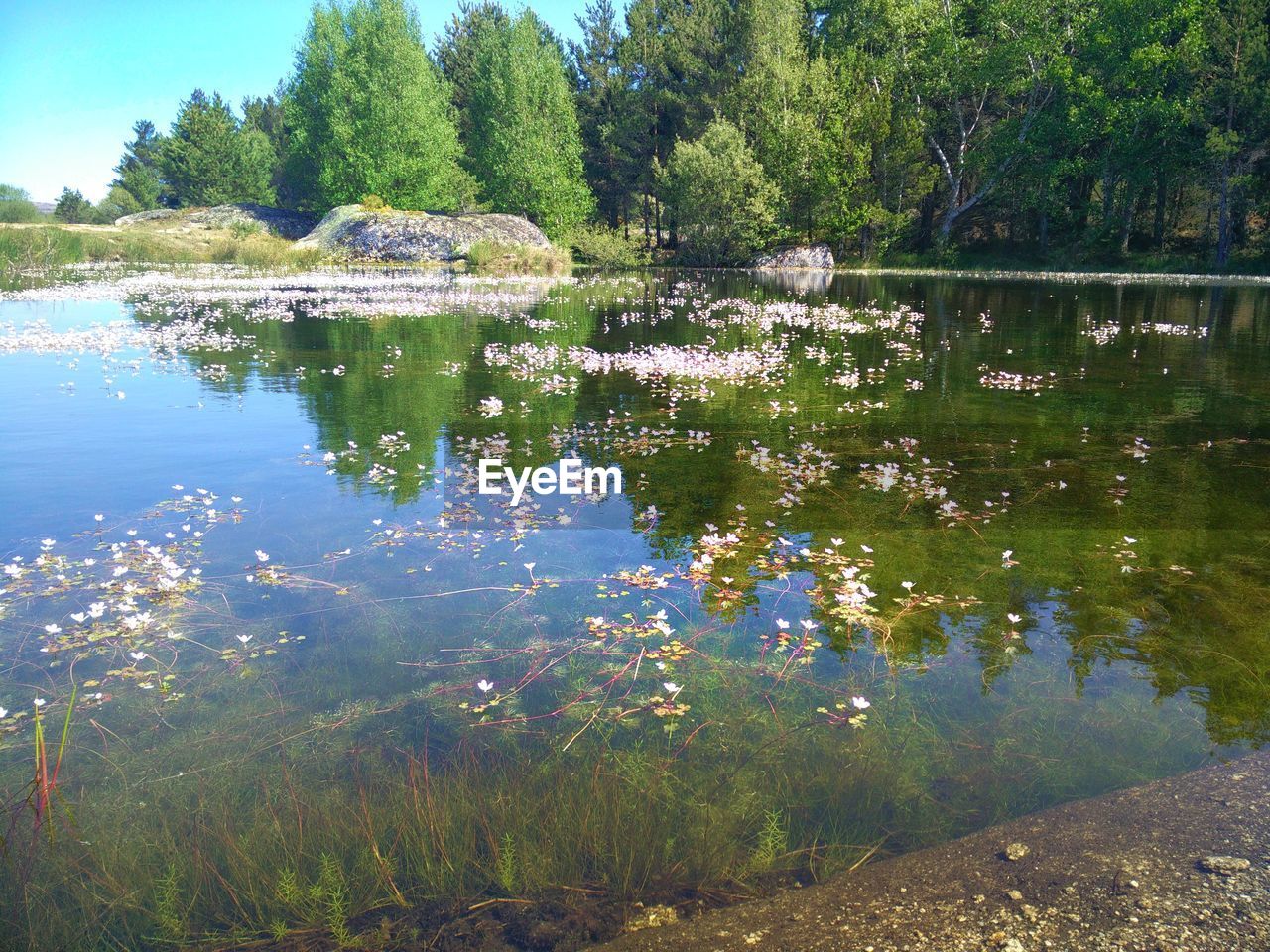 PLANTS GROWING BY LAKE IN FOREST