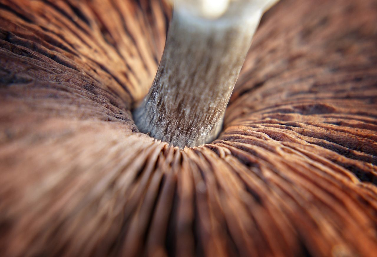 Close-up view of mushroom with visible spores
