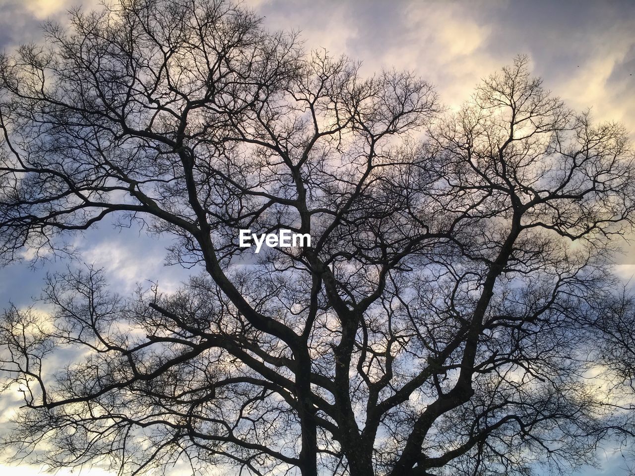 Low angle view of bare tree against cloudy sky