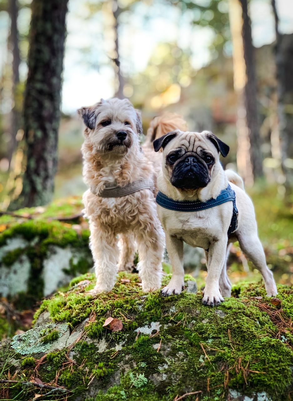 PORTRAIT OF A DOG OUTDOORS