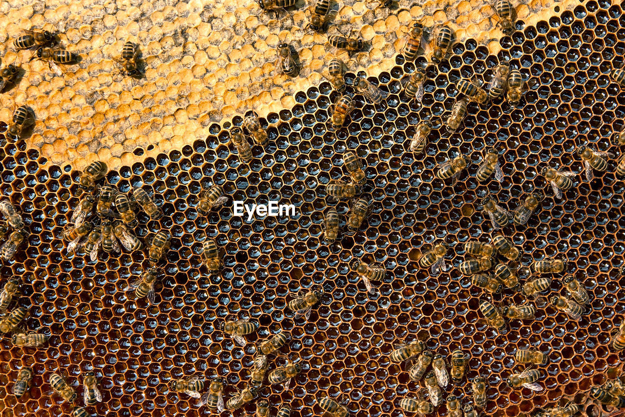 Close-up of bees on honeycomb