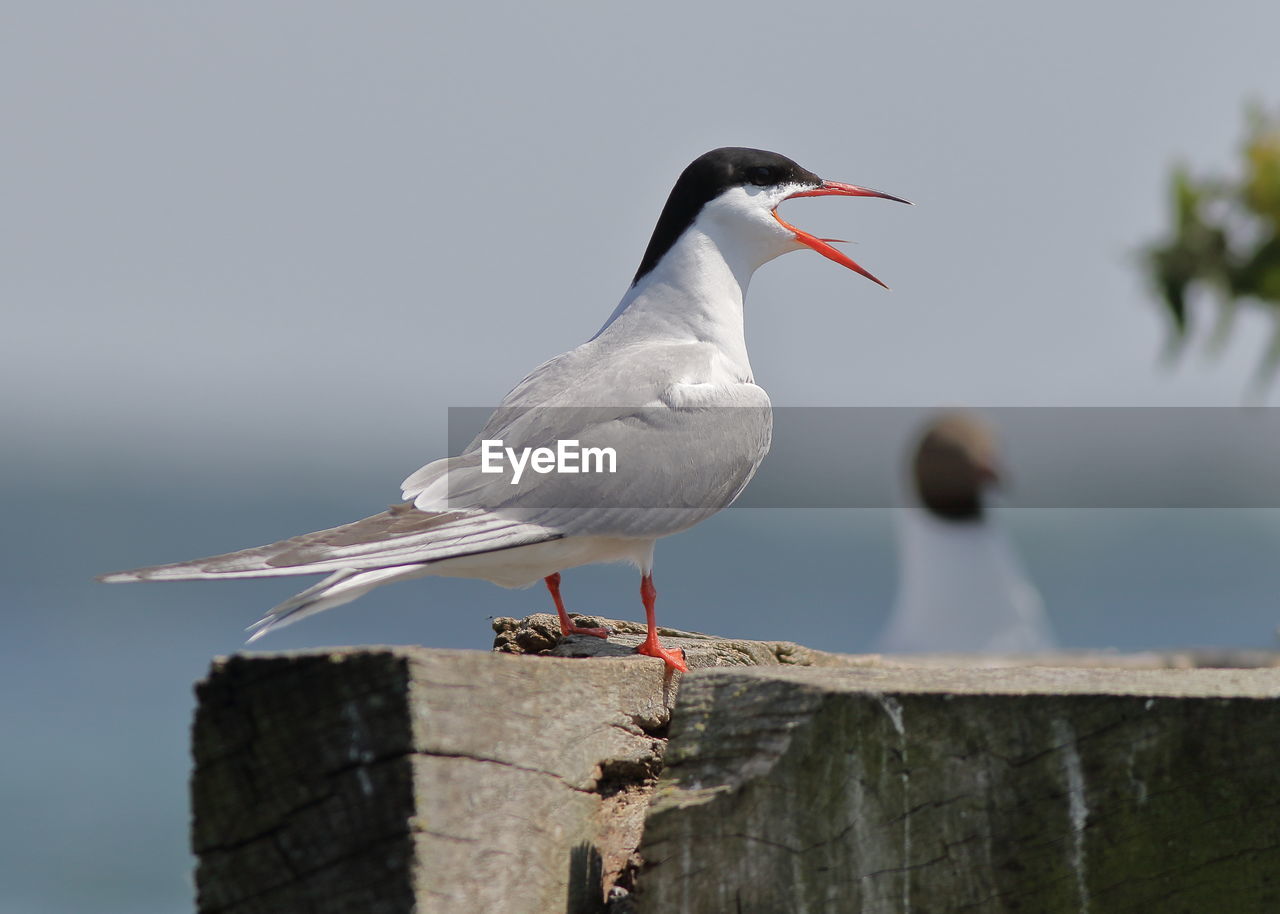 CLOSE-UP OF SEAGULLS PERCHING ON WOODEN POST