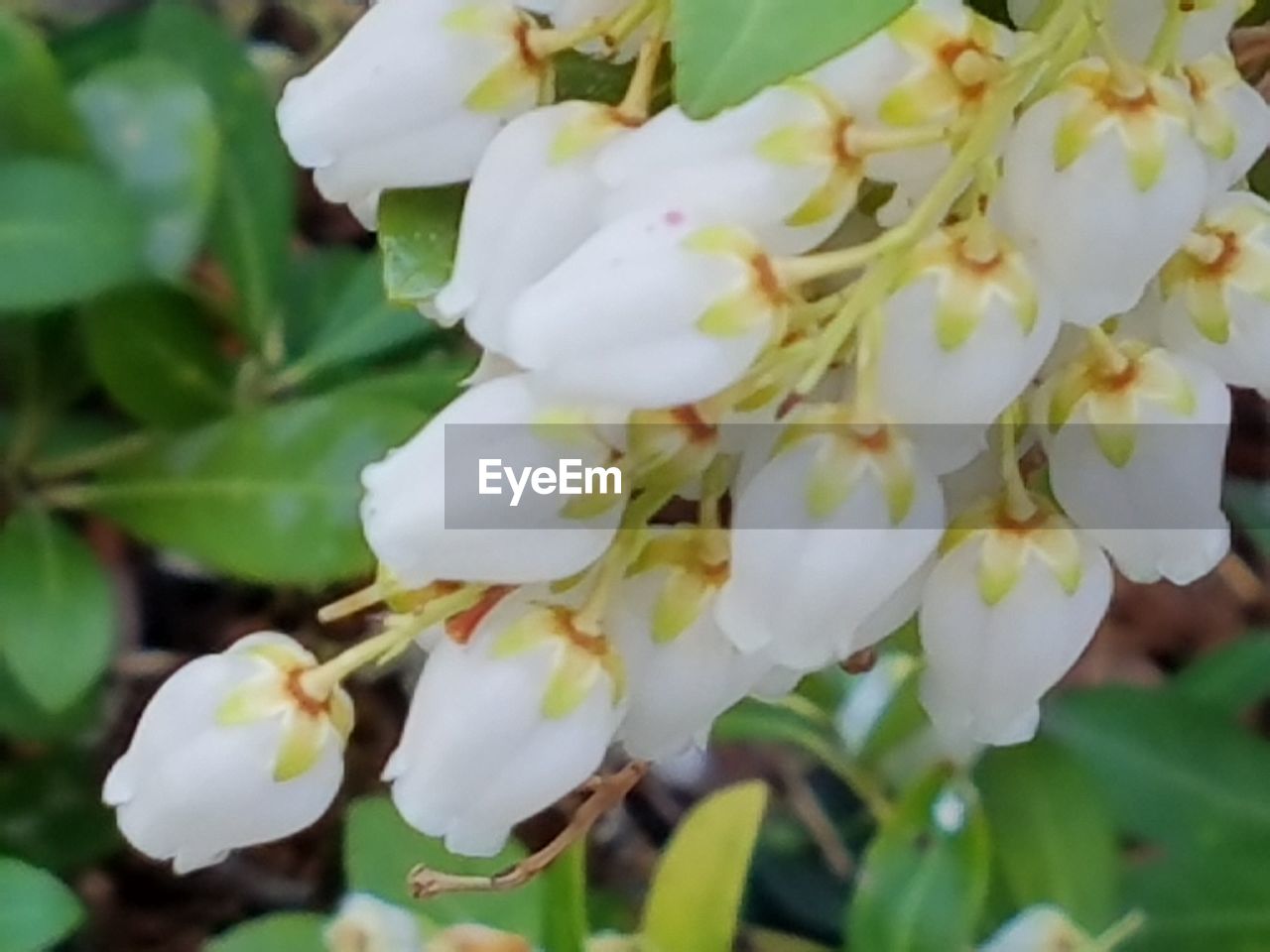 CLOSE-UP OF FLOWERS BLOOMING